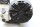 Busch RA 0040 F 503 Vakuumpumpe RA0040F503 0,1 hPa unused