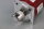 BAUTZ  Hybrid-Schrittmotor 802-D 3437-F 03-5  Used