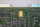 Siemens Control Module 6DD1606-0AD0 Vers.: W Used