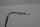 ifm IF5329 Induktiver Sensor IFA3004-BPKG 4mm 10-36VDC 250mA Unused OVP
