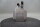 Siemens 1FK7060-5AF71-1UG2  Servomotor 1.48kW 3000/min unused